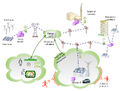 Thumbnail for version as of 07:24, 2 September 2026