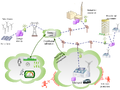 Thumbnail for version as of 07:23, 2 September 2026