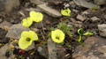 Thumbnail for version as of 07:25, 2 September 2026