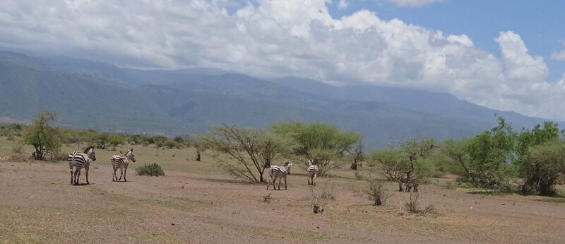 File:Zebras Mbaash.jpg